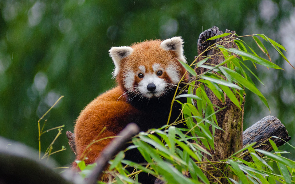 bảo tồn thiên nhiên