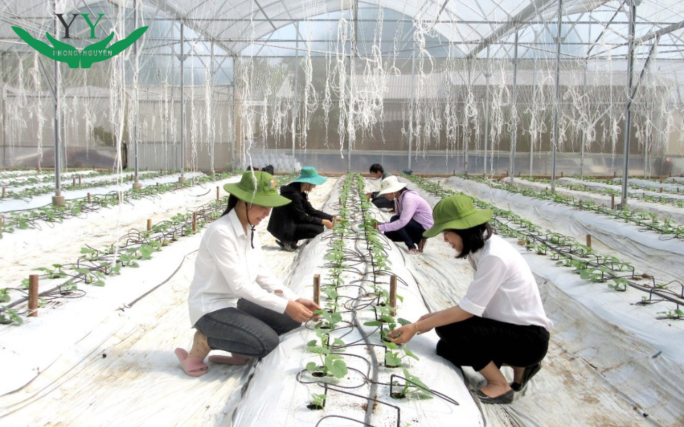 Biodegradable Packaging in Agriculture